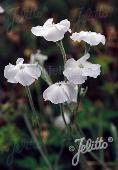 Lychnis coronaria 'Alba'